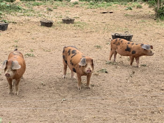 Going back to the ‘Good Life’