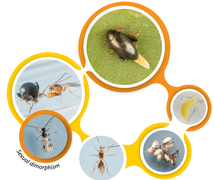 Trials, Tribulations and Successes of IPM