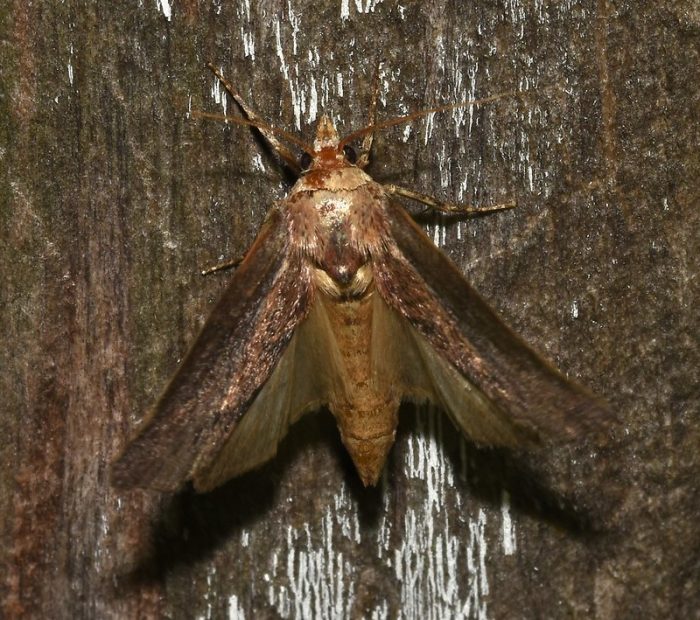 GM/Biotech Crops Report – November 2022