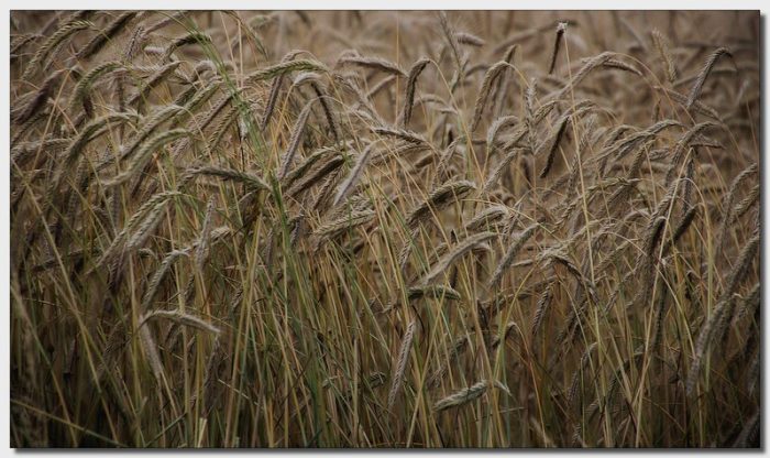 Review of weed control in harvest year 2023