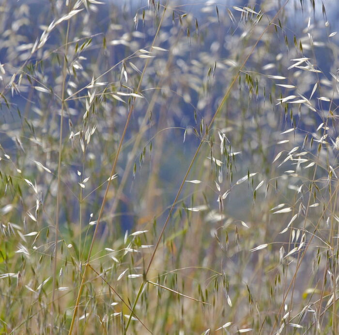 Thirty years-plus of WRO research at your fingertips