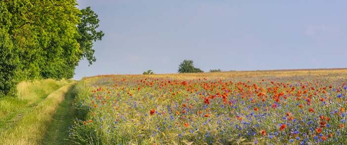 Pesticide Regulations and Government Policies