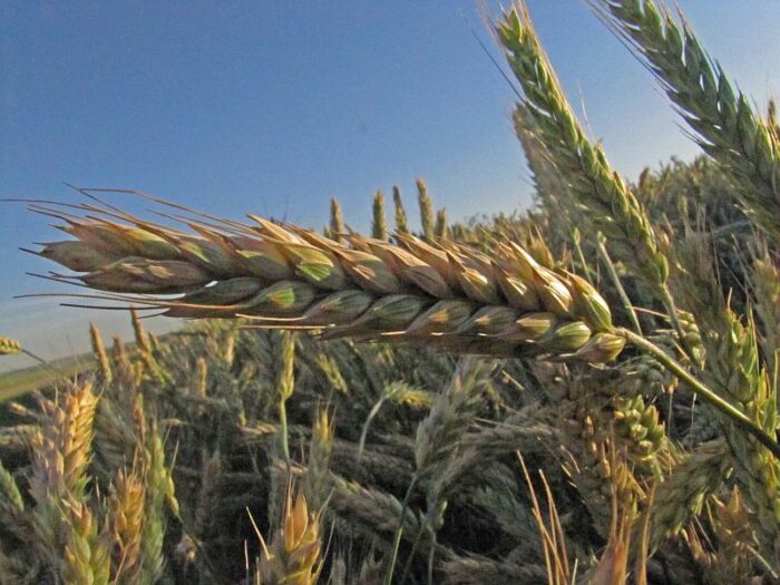 BCPC’s Online UK Pesticide Guide – New products and approvals November 2024