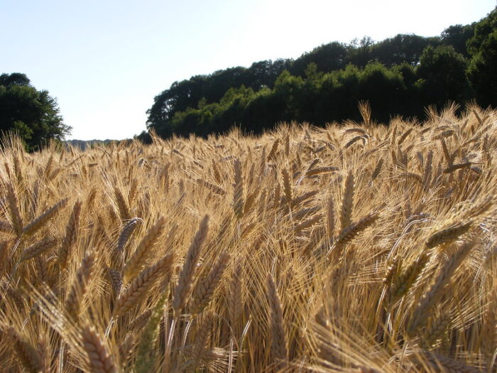 BCPC’s Online UK Pesticide Guide – New products and approvals December 2024