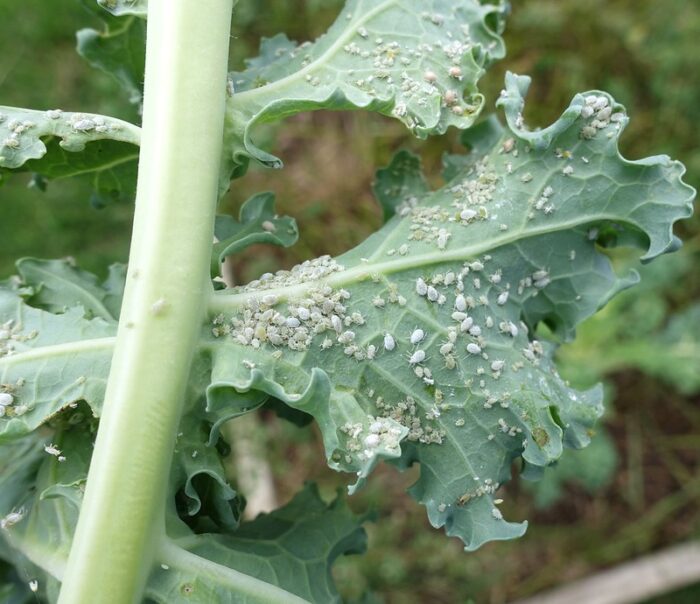 BCPC’s Online UK Pesticide Guide – New products and approvals January 2025