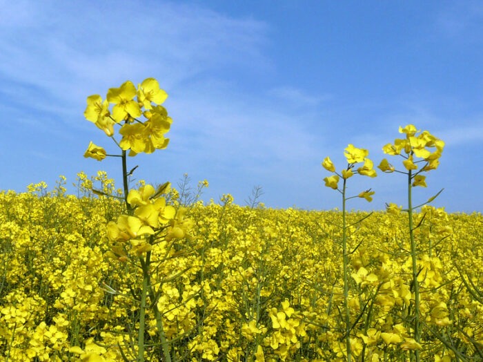 BCPC’s Online UK Pesticide Guide – New products and approvals August 2025