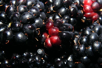 BCPC’s Online UK Pesticide Guide – New products and approvals April 2026