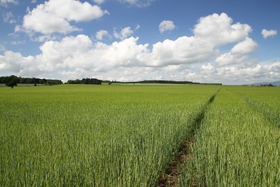 BCPC’s Online UK Pesticide Guide – New products and approvals April 2026
