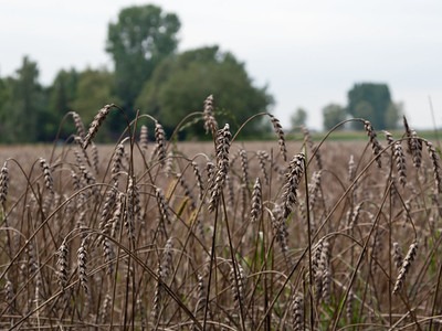 BCPC’s Online UK Pesticide Guide – New products and approvals May 2026