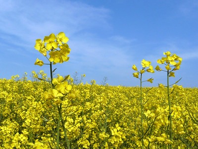 BCPC’s Online UK Pesticide Guide – New products and approvals September 2026