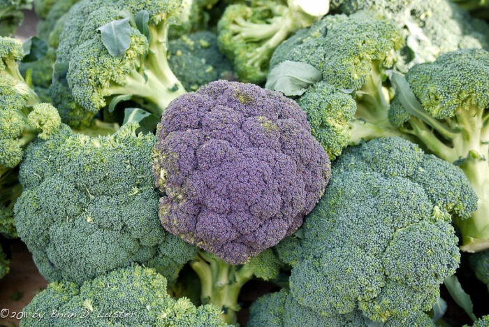 BCPC’s Online UK Pesticide Guide – New products and approvals October 2026