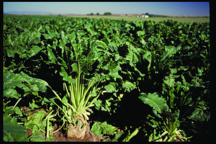 BCPC’s Online UK Pesticide Guide – New products and approvals November 2026